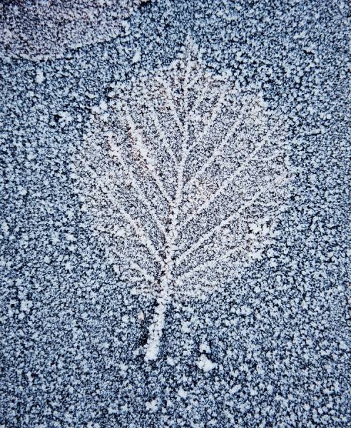 Photograph Craig Easton Winter Leaf on One Eyeland